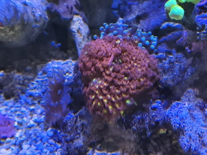Goniopora rot 2x
