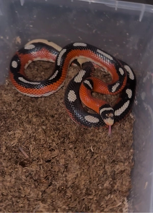 1.1 Lampropeltis polyzoma "PIED" Zuchtpaar 