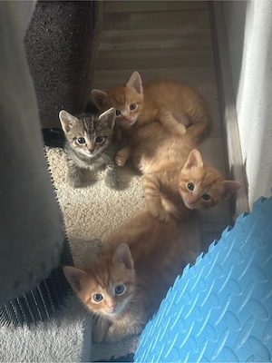 EKH Kitten suchen liebevolles Zuhause ^.^