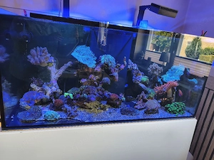 Meerwasseraquarium 420 Liter 