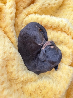 Miniaussiedoodles F1