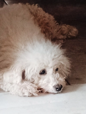 Miniaussiedoodles F1 Bild 5