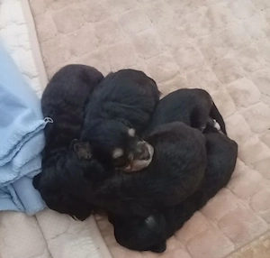 Miniaussiedoodles F1 Bild 4