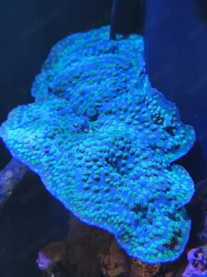 Lamellosa 