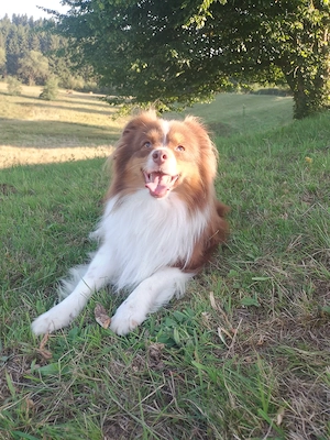 Miniaussiedoodles F1 Bild 7
