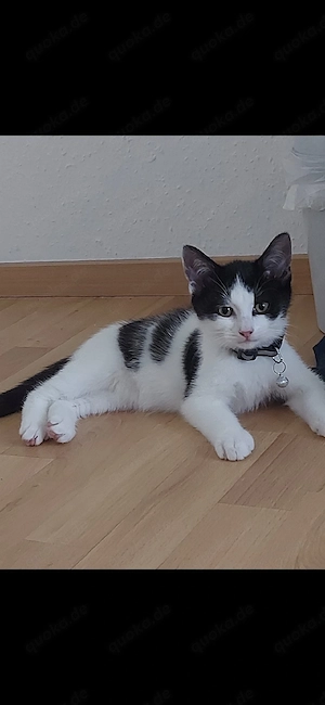 Zuckersüßer, ruhiger Kater (geb. März 2025) sucht neues Zuhause 
