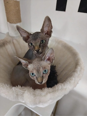 Spynx Katzen suchen neues zuhause
