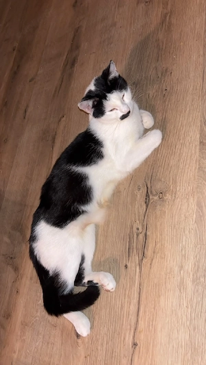 coco sucht neues Zuhause 
