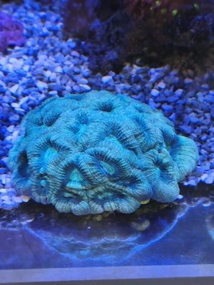 Achantastrea 