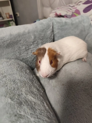 das sind drei Jungs Jamie ,Günther , fluffy 