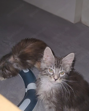 kleine Maine Coon Kitten suchen  Bild 7
