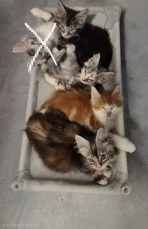 kleine Maine Coon Kitten suchen  Bild 2
