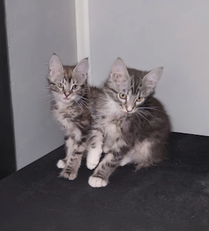kleine Maine Coon Kitten suchen  Bild 4