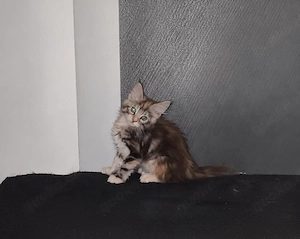 kleine Maine Coon Kitten suchen  Bild 3