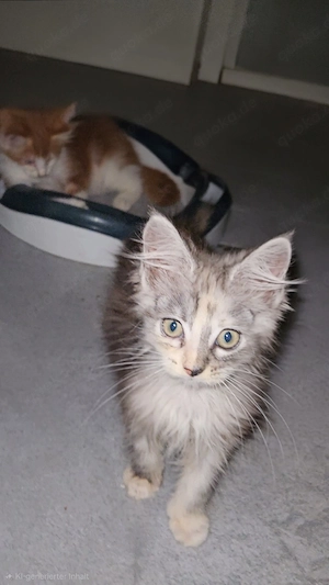 kleine Maine Coon Kitten suchen  Bild 8