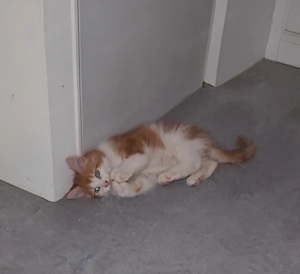 kleine Maine Coon Kitten suchen  Bild 5