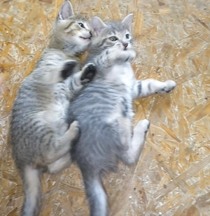Süsse verspielte und agile BKH-Mix Kitten suchen neue Katzenliebhaber 