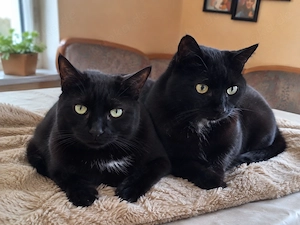 Unser wunderhübsches Lackfellchen-Geschwisterpaar Gabi und Garry sucht liebe Menschen