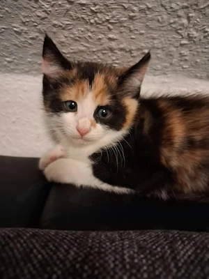 zwei kitten suchen noch neues Zuhause 