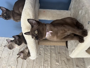Reinrassige Burma Kitten  Bild 6