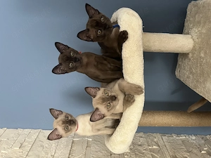 Reinrassige Burma Kitten 