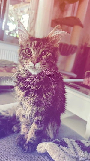 Maine Coon Mino 