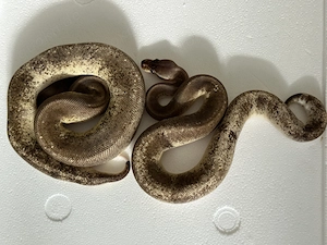 1.1 Super Copper Cinnamon Pastel Yellow Belly 100% double het. Lavender Albino Piebald  Bild 2