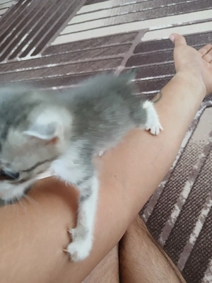 mini katze sucht neus zuhause