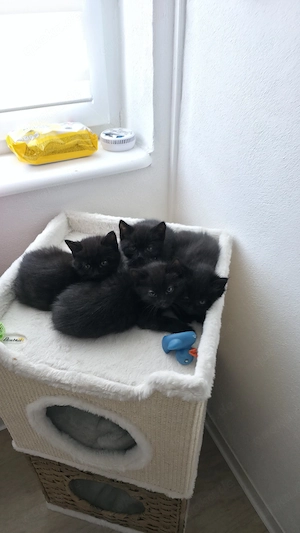 Katzen Babys 