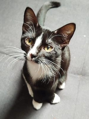 Junger Kater ca. 1  2 Jahr alt 