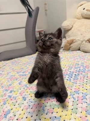 BKH Kitten Abgabeberei 