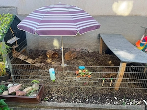 Kaninchen samt Stall und Auslauf in liebevolle Hände abzugeben
