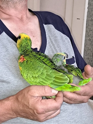 Zahme blaustirnamazonenbabys aus handaufzucht abzugeben 