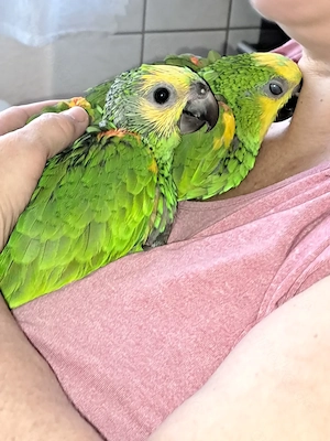 Zahme blaustirnamazonenbabys aus handaufzucht abzugeben 