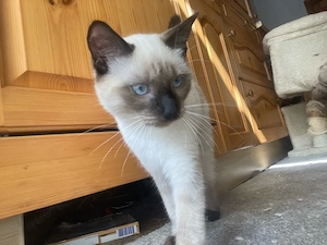 siam kitten
