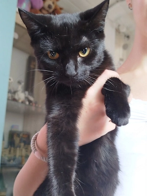 Katze 1 2 Jahr alt