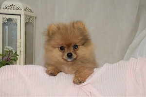 Pomeranien (Zwergspitz)