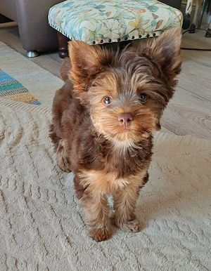 Yorkshire Terrier Schoko tan