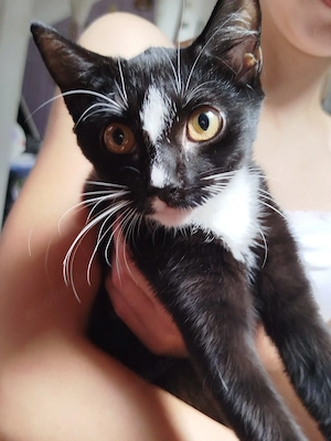 Katze 6 Monate alt 