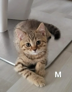 BKH-Kitten - Kater
