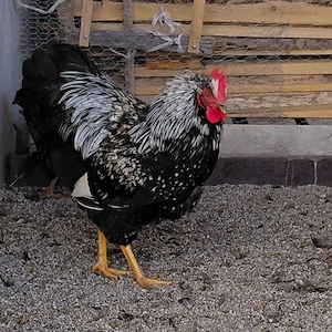 Barnevelder Junghähne