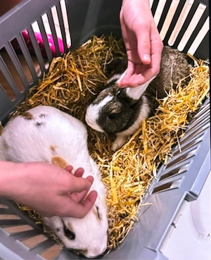 2 Zwergkaninchen
