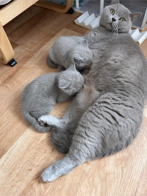 kitten zu verkaufen  Bild 3