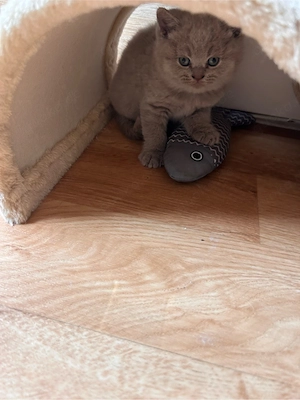 kitten zu verkaufen  Bild 2