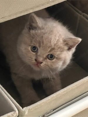 kitten zu verkaufen 