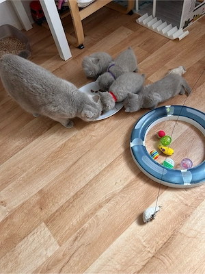 kitten zu verkaufen  Bild 4