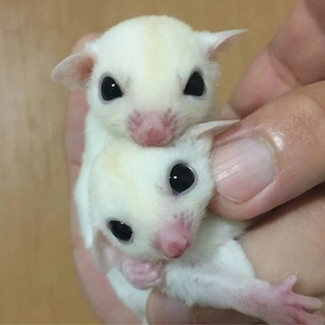 Sugar Glider Anzeige   Männchen & Weibchen
