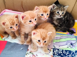 Babykatze Kitten Katzenbabys 