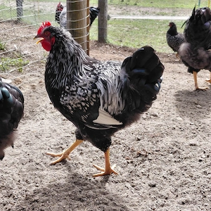 Barnevelder Junghähne Bild 2