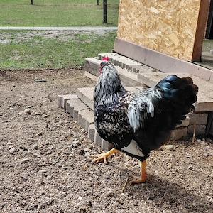 Barnevelder Junghähne Bild 3
